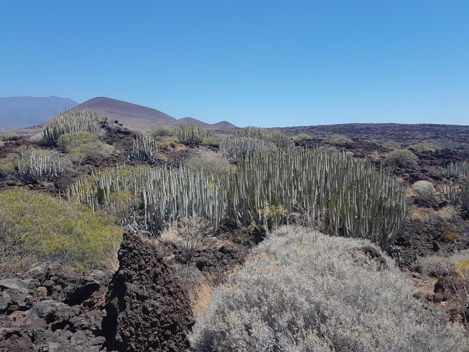 Las Palmeras Puertito de Guimar Εξωτερικό φωτογραφία